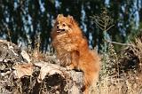 SPITZ ALLEMAND 510